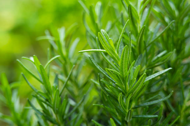 Close-up of fresh rosemary plants, highlighting their vibrant green leaves, ideal for hair and skin health.